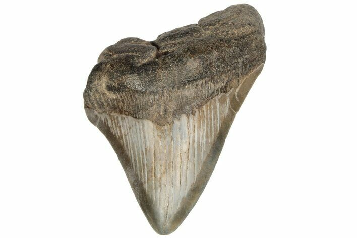Partial Megalodon Tooth - South Carolina #187800